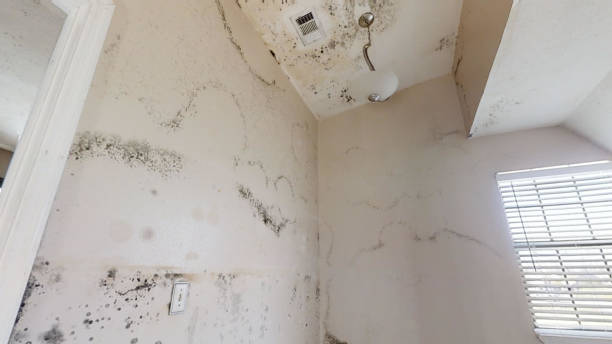 Best Black Mold Removal  in Ames, TX