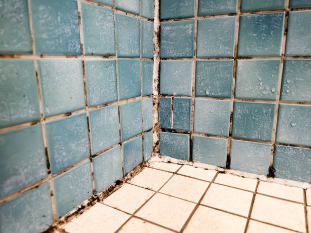 Best Mold-Related Health Consultation  in Ames, TX