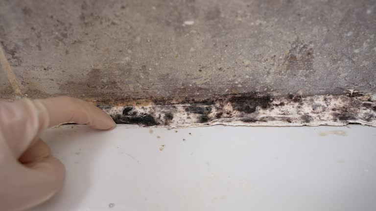 Best Basement Mold Removal  in Ames, TX