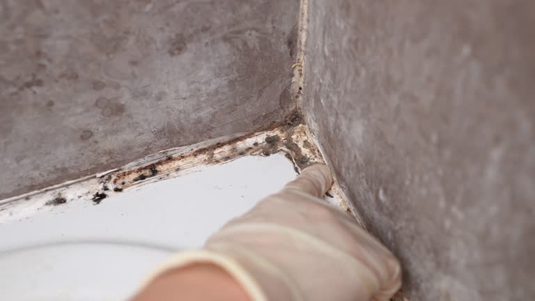 Best Water Damage & Mold Remediation  in Ames, TX